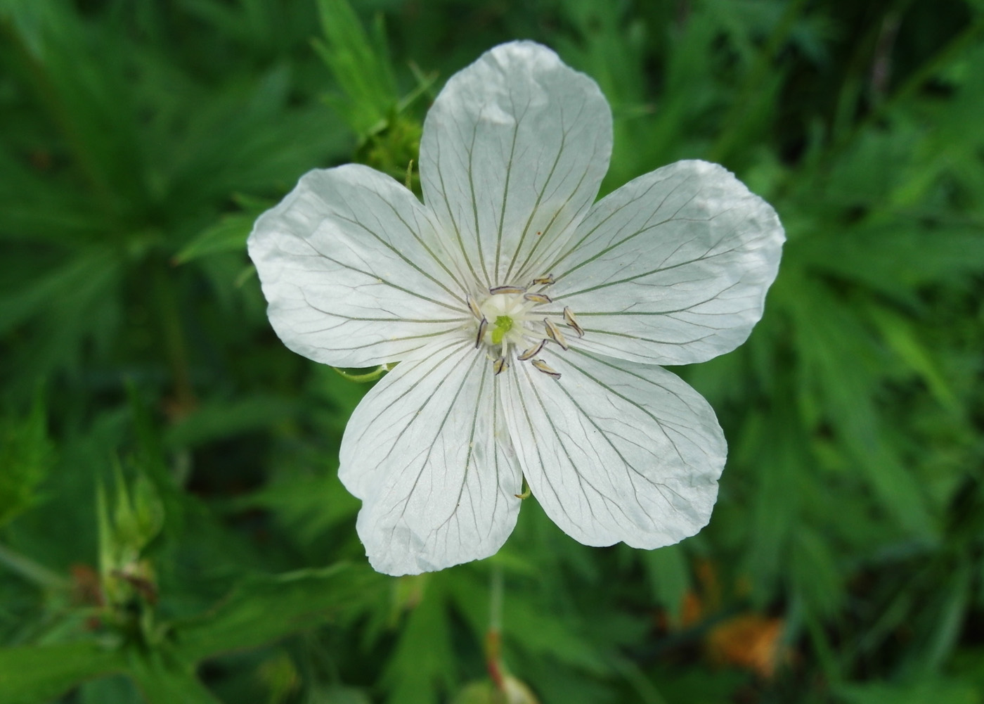 Изображение особи Geranium affine.