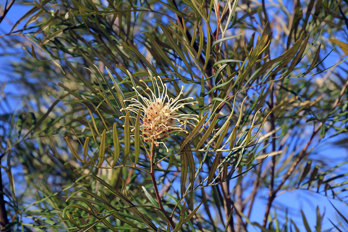 Image of genus Grevillea specimen.