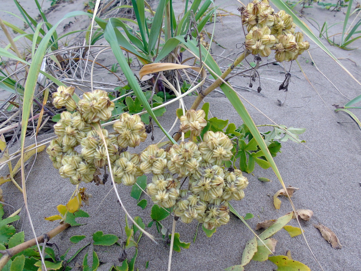 Изображение особи Glehnia litoralis.