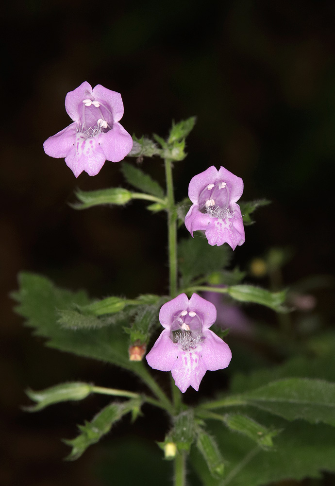 Изображение особи Drymosiphon grandiflorus.