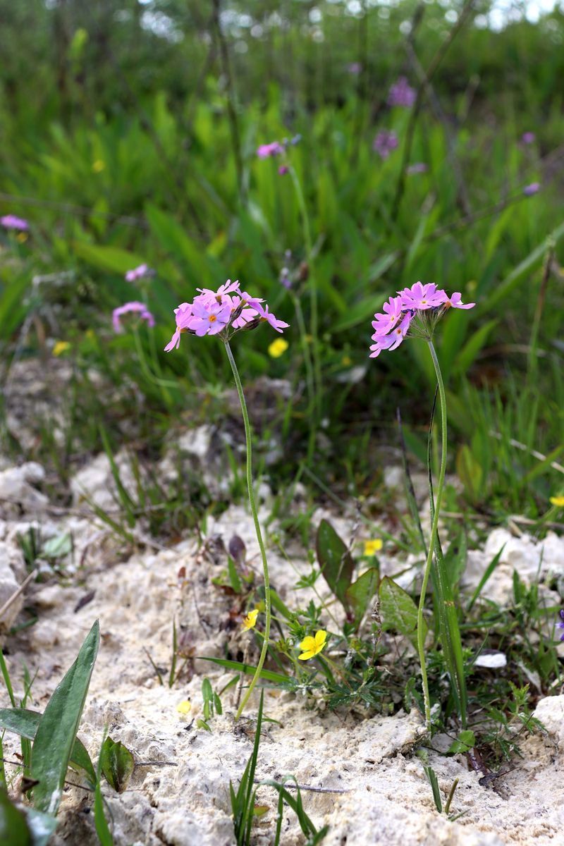 Изображение особи Primula farinosa.