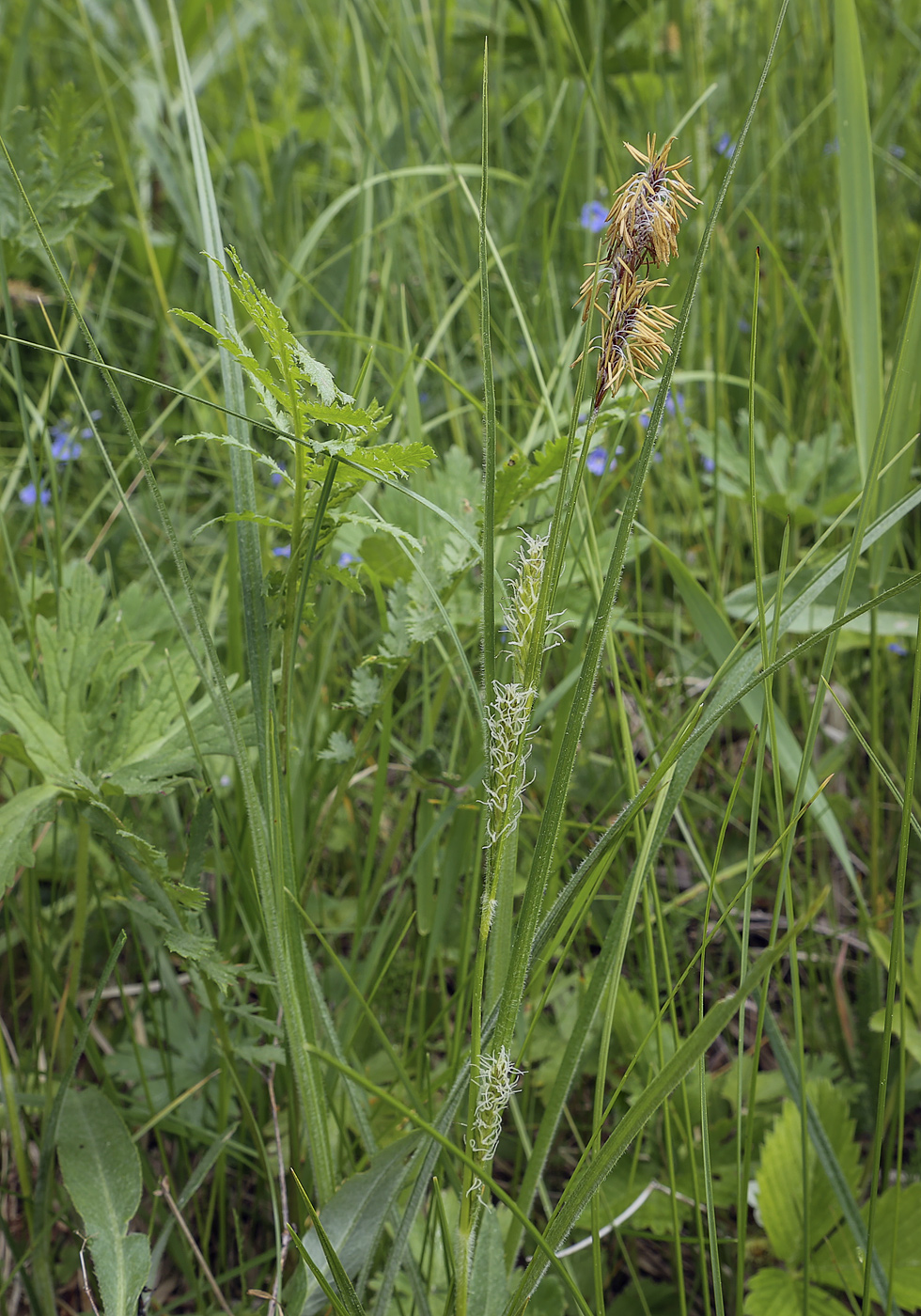 Изображение особи Carex hirta.