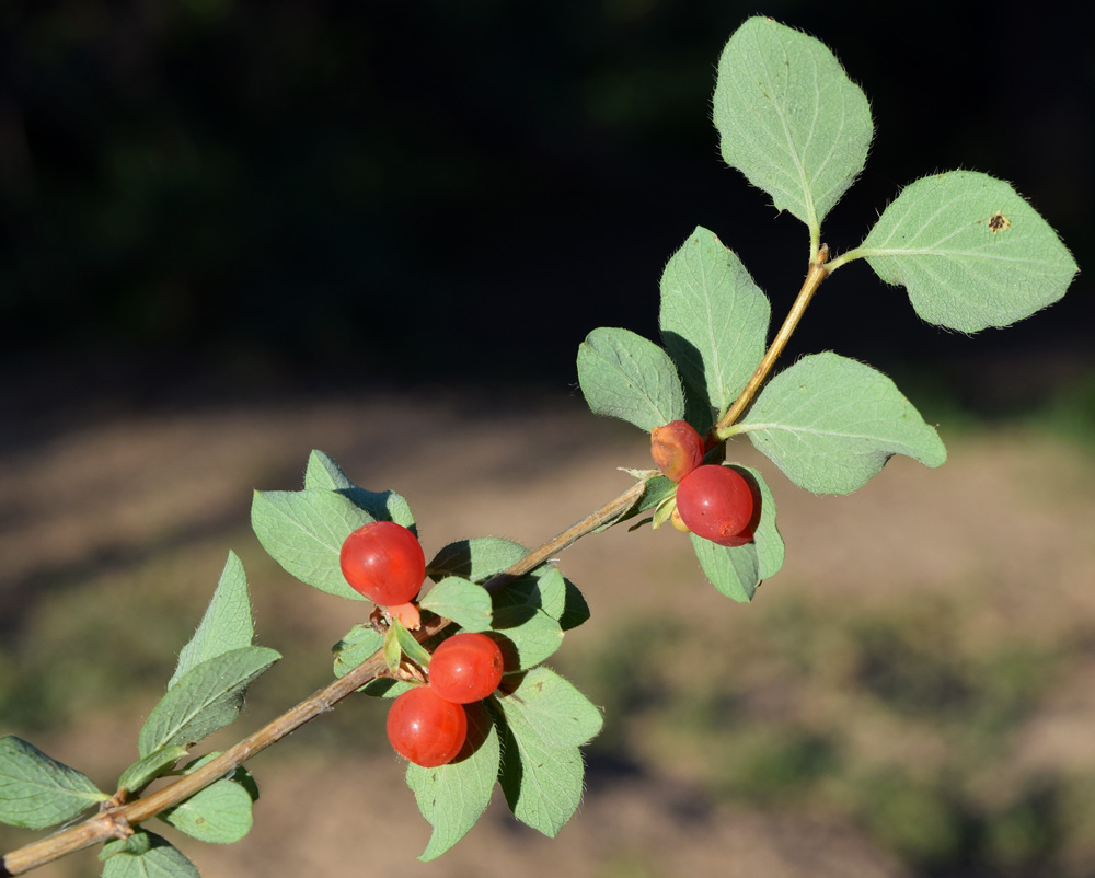 Изображение особи Lonicera altmannii.