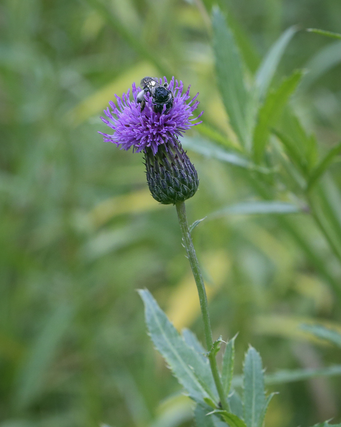 Image of Cirsium setosum specimen.