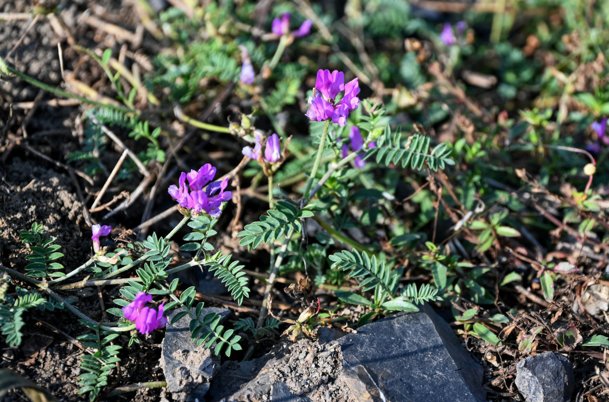 Image of genus Oxytropis specimen.