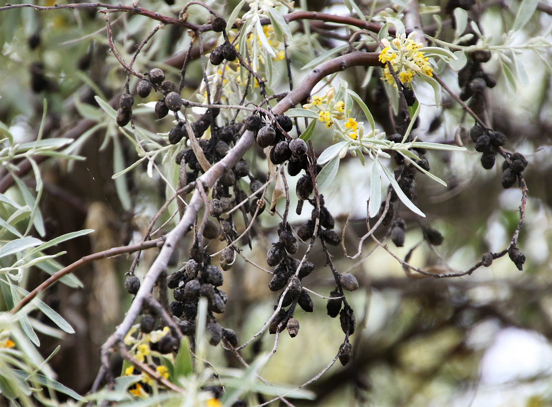 Image of Elaeagnus angustifolia specimen.