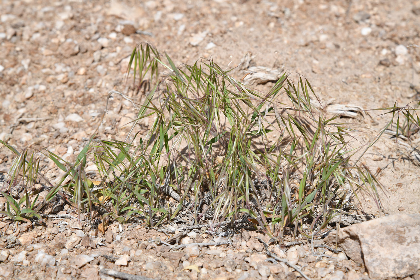 Image of Anisantha tectorum specimen.