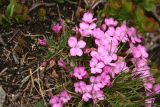 Dianthus microlepis