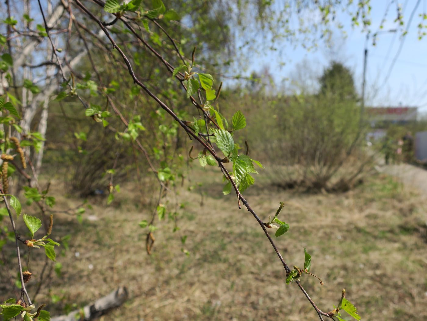 Изображение особи Betula platyphylla.