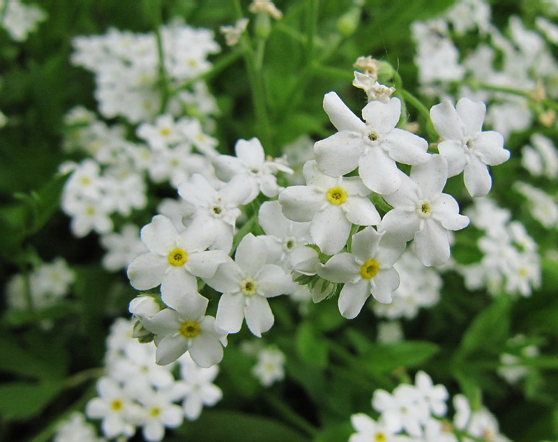 Изображение особи Myosotis sylvatica.