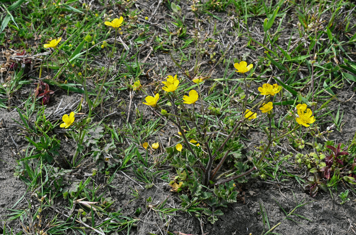 Изображение особи Ranunculus villosus.