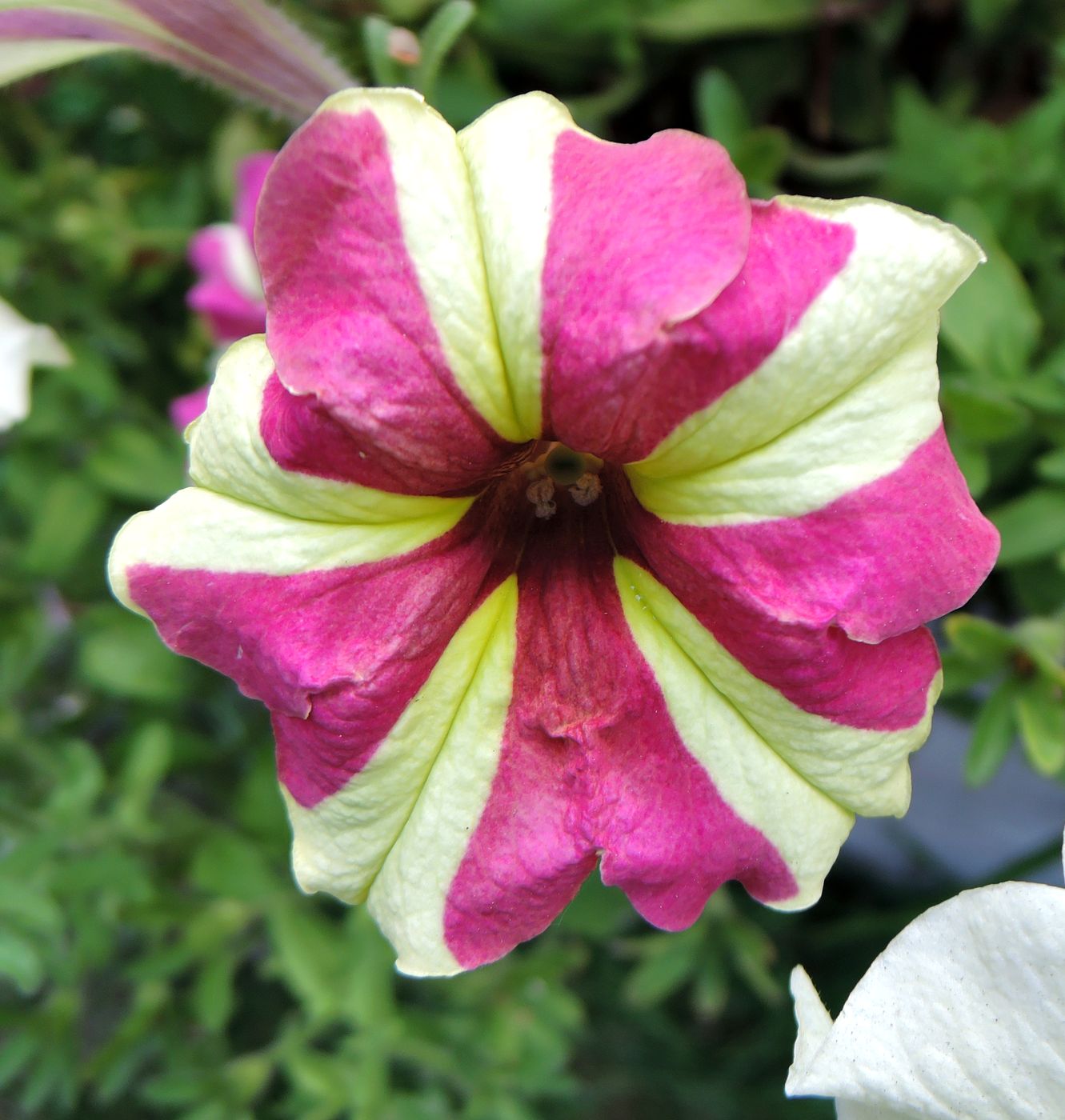 Изображение особи Petunia &times; hybrida.