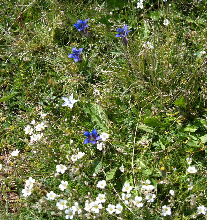 Image of genus Gentiana specimen.