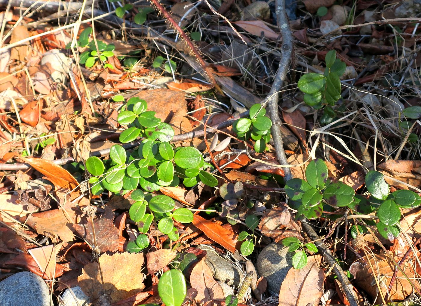 Image of Vaccinium vitis-idaea specimen.