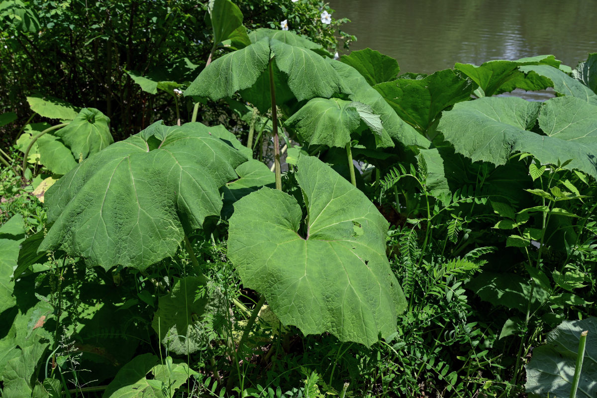 Image of Petasites hybridus specimen.