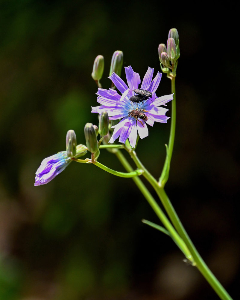 Image of Cicerbita racemosa specimen.