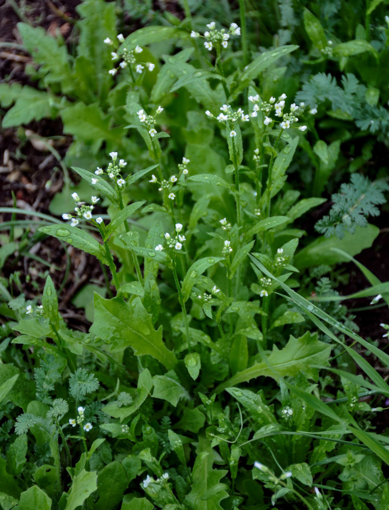 Image of Capsella bursa-pastoris specimen.