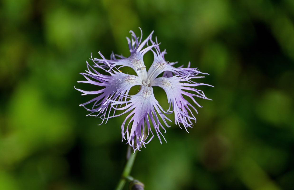 Image of Dianthus hoeltzeri specimen.