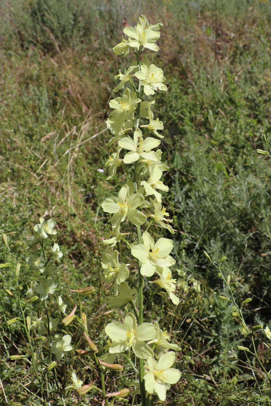 Image of Delphinium semibarbatum specimen.