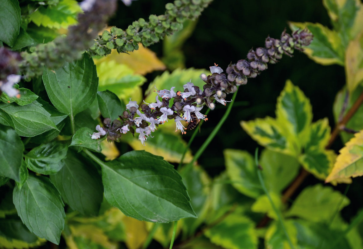 Изображение особи Ocimum basilicum.