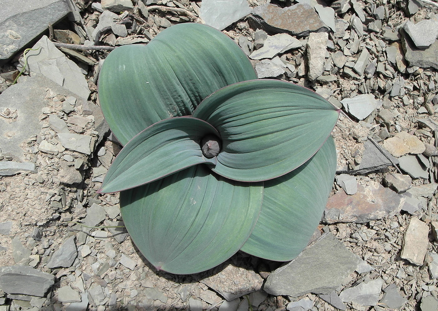 Image of Allium karataviense specimen.