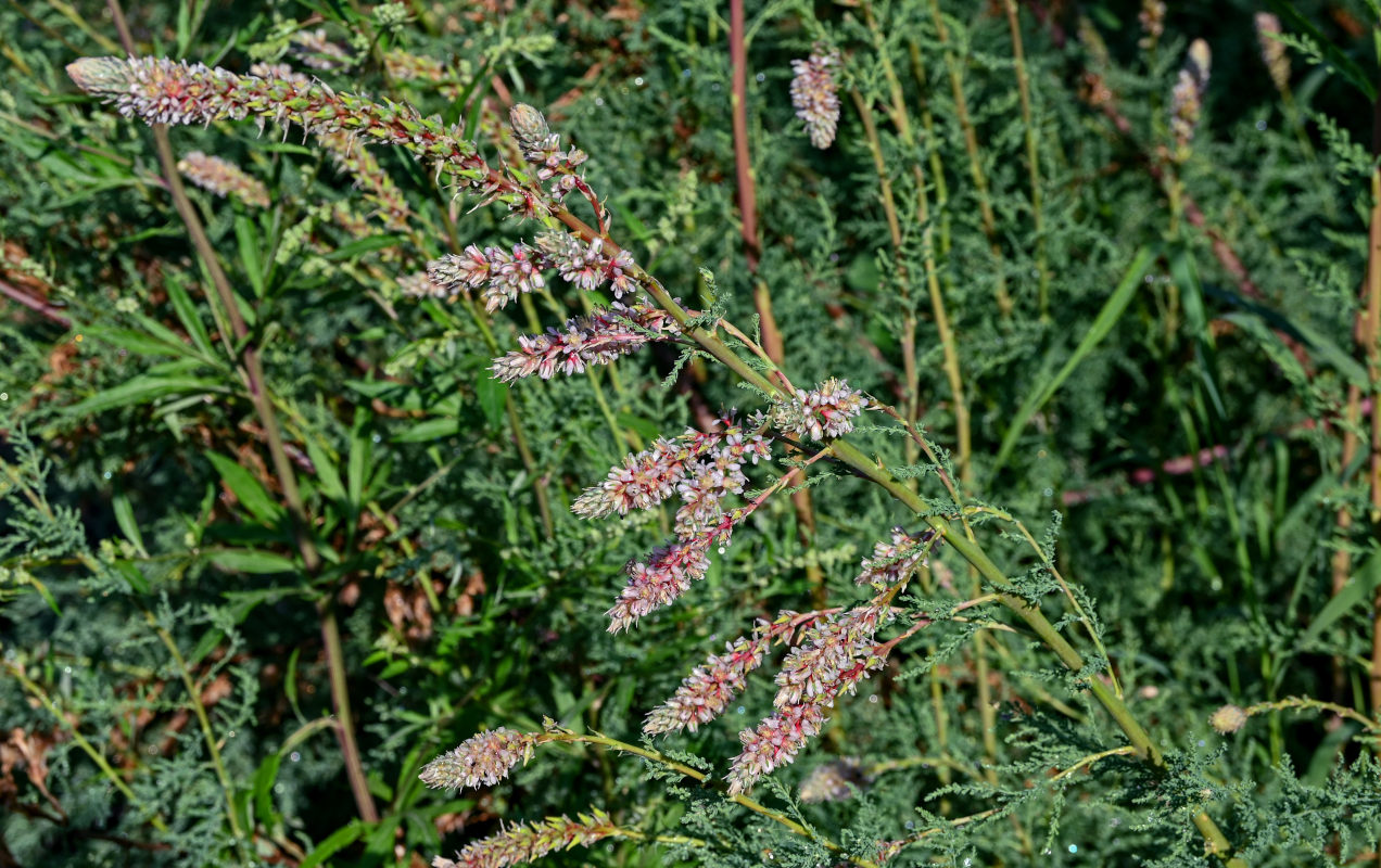 Image of Myricaria bracteata specimen.