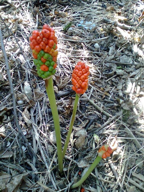 Изображение особи Arum elongatum.