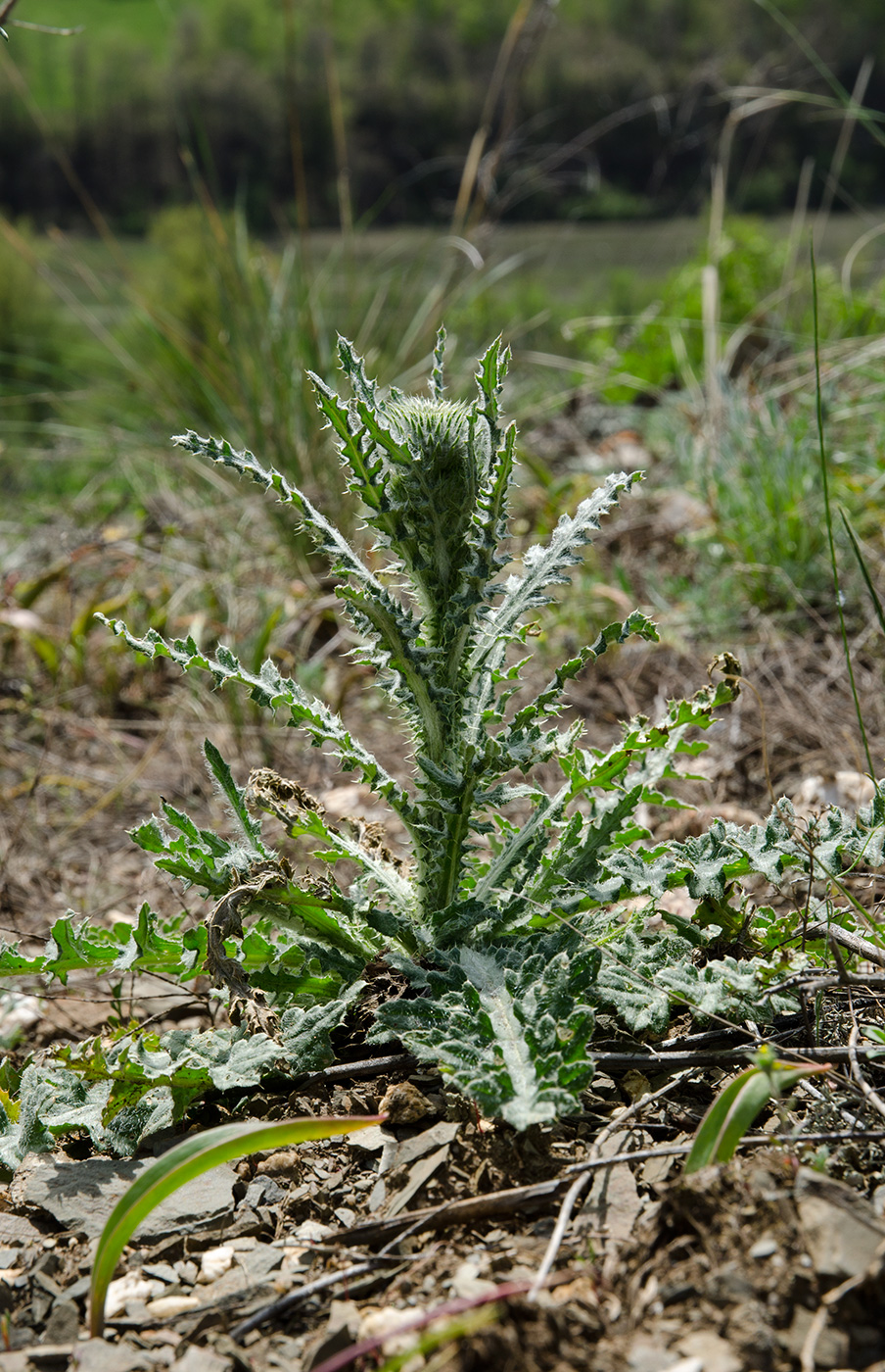 Image of genus Carduus specimen.