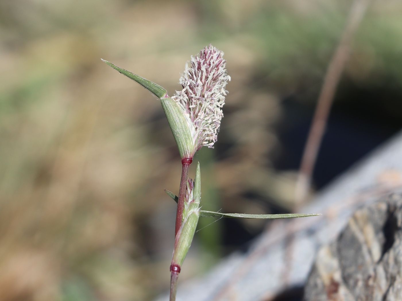 Image of Crypsis schoenoides specimen.