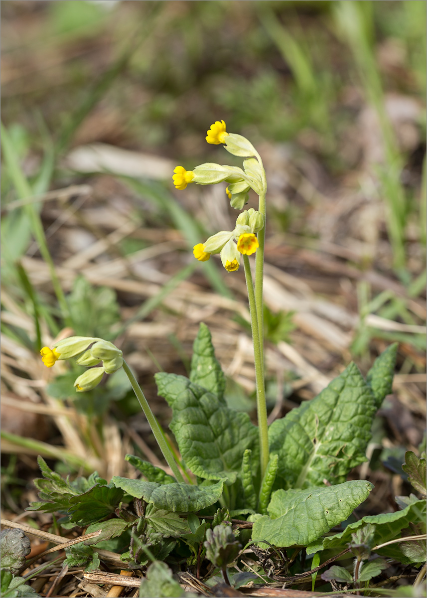 Image of Primula veris specimen.