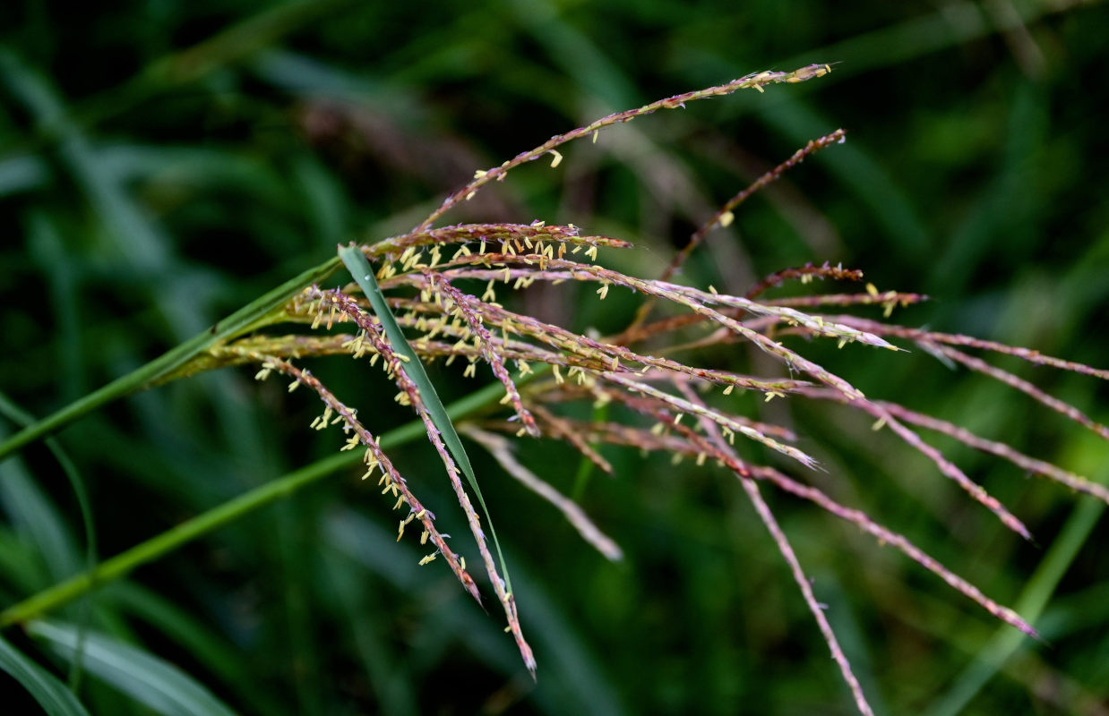 Изображение особи Miscanthus sinensis.