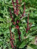 Rumex obtusifolius. Часть побега с соплодиями. Курильские о-ва, о-в Итуруп, г. Курильск, подножие лугового склона, у дороги. 14.08.2023.