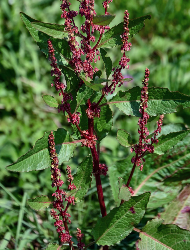 Image of Rumex obtusifolius specimen.