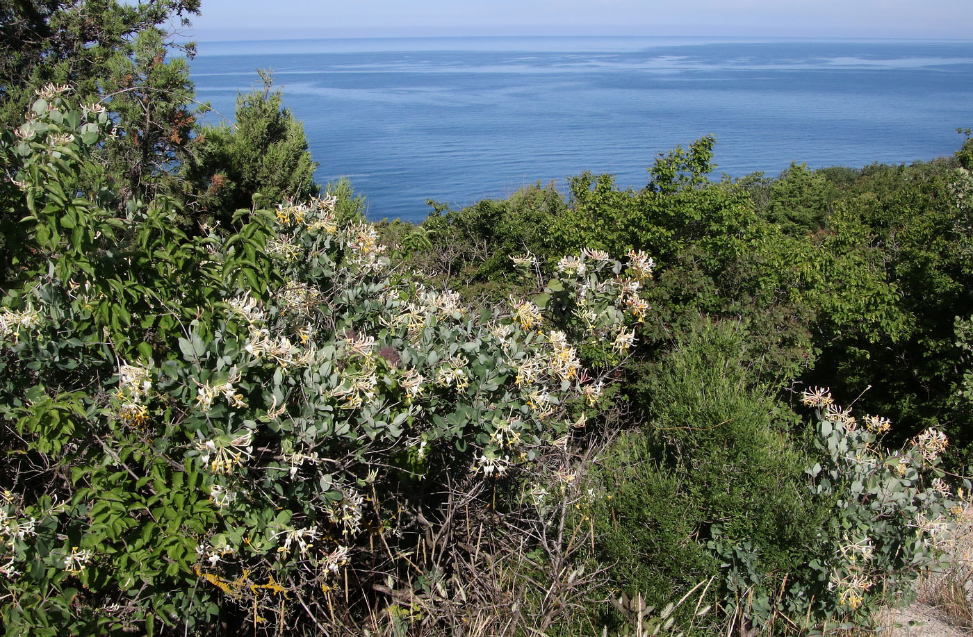 Image of Lonicera etrusca specimen.