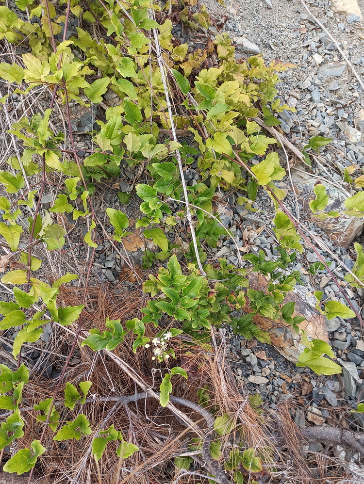 Image of Clematis vitalba specimen.