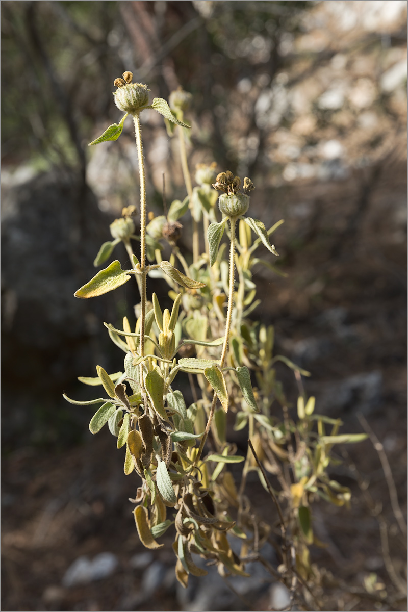 Изображение особи Phlomis fruticosa.