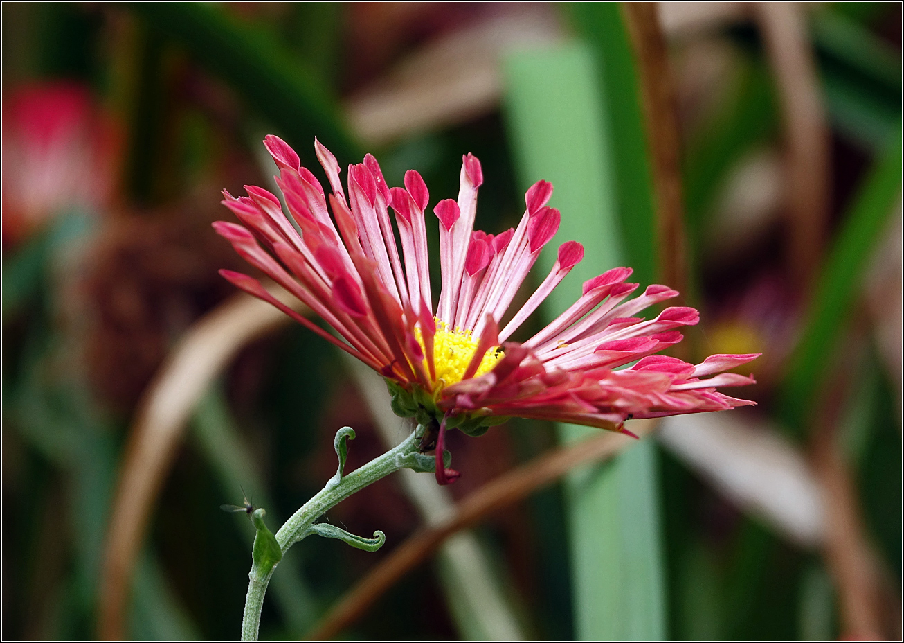 Image of Chrysanthemum indicum specimen.