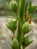 Verbascum spectabile. Часть побега с плодами. Крым, Южный Берег, возле вершины горы Аю-Даг, дубово-грабовый лес. 25.05.2024.