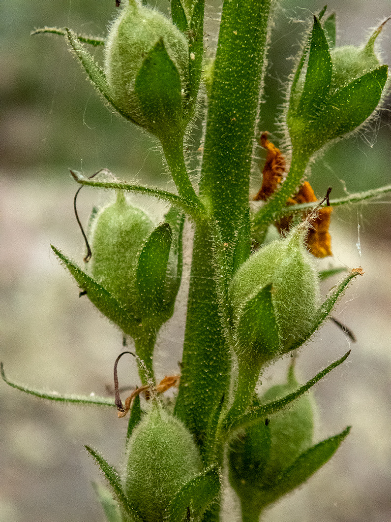 Image of Verbascum spectabile specimen.