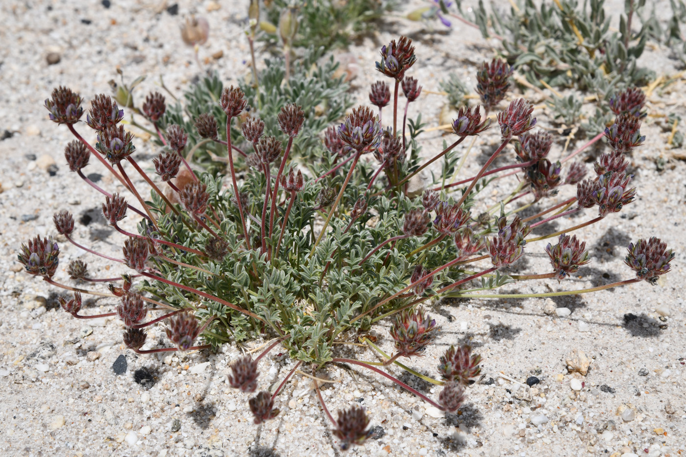 Image of genus Oxytropis specimen.