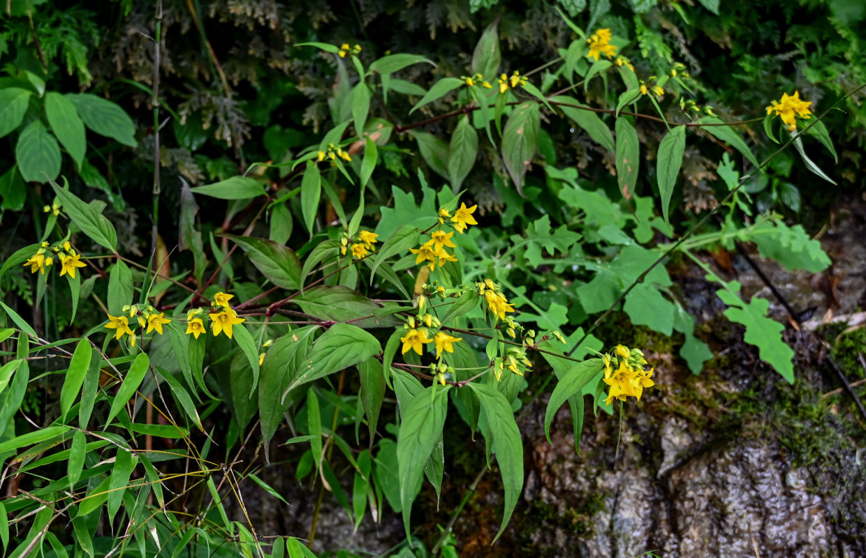 Изображение особи Lysimachia brittenii.