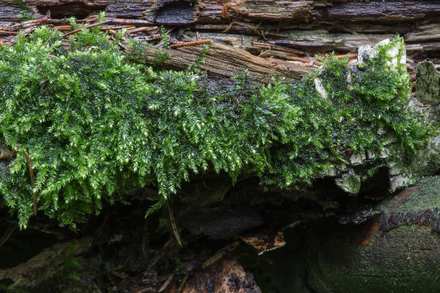 Image of class Bryopsida specimen.