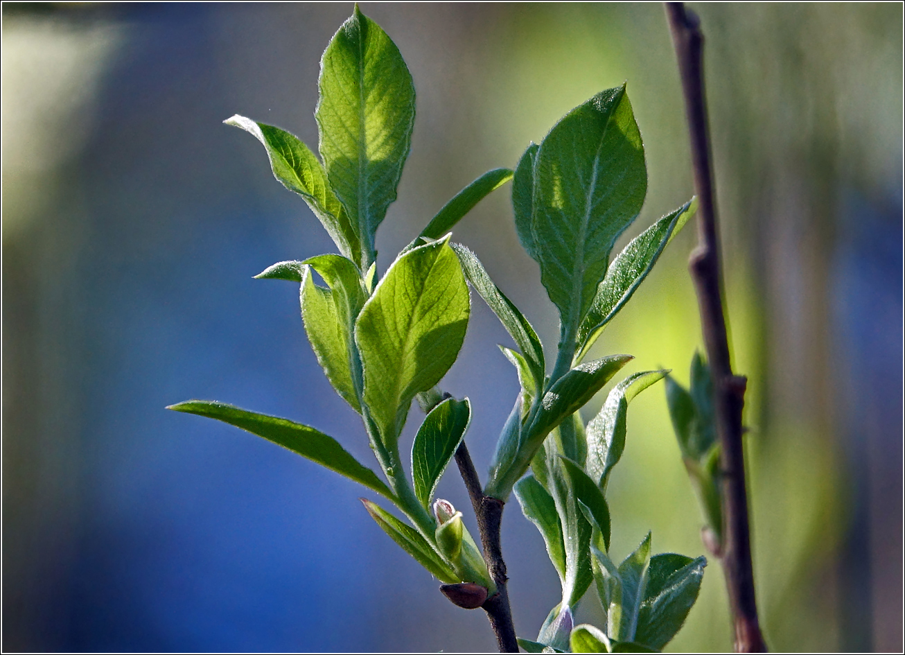 Image of genus Salix specimen.