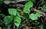 Rubus saxatilis. Плодоносящее растение. Московская обл., Сергиево-Посадский р-н, дол. р. Пажа, смешанный лес. 20.07.2024.