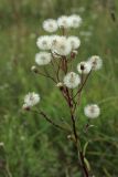 Erigeron uralensis. Общее соплодие с колонией тлей. Беларусь, Витебская обл., окр. пос. Езерище, выкашиваемый суходольный луг. 18.07.2024.