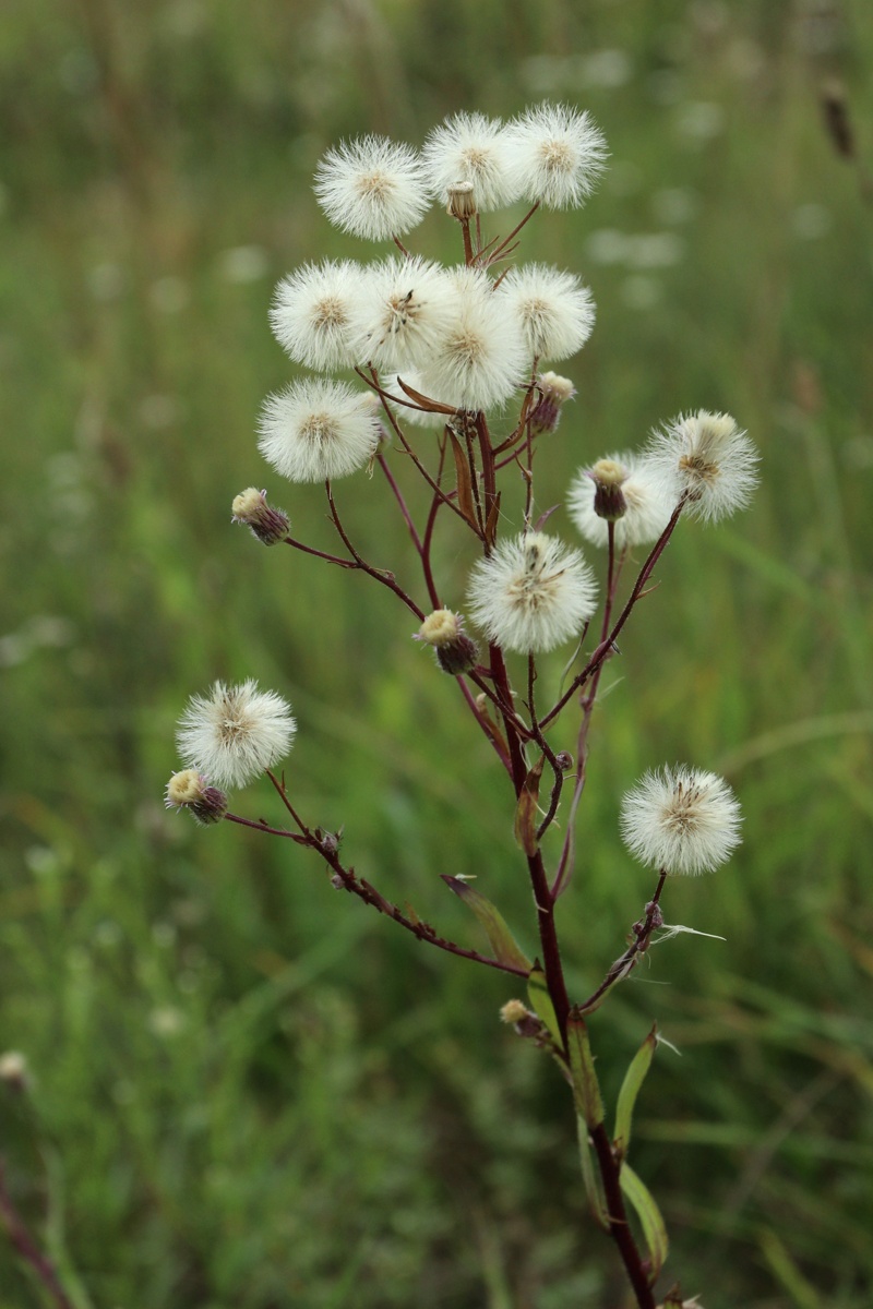 Изображение особи Erigeron uralensis.