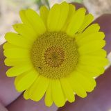 Anthemis tinctoria