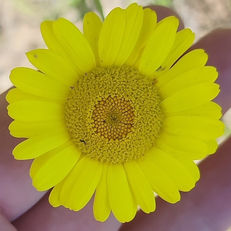 Изображение особи Anthemis tinctoria.