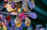 Loropetalum разновидность rubrum