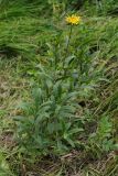 View full-size image Inula hirta